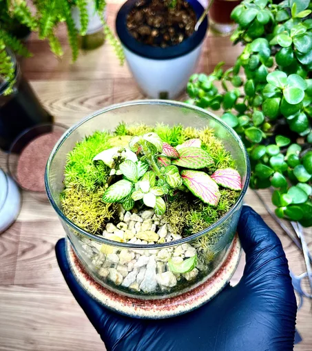 حديقة فيتونيا صغيرة