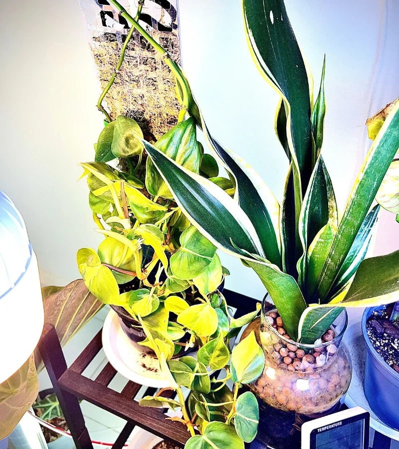 نبتة جلد النمر زراعة مائية بوعاء زجاجي انيق