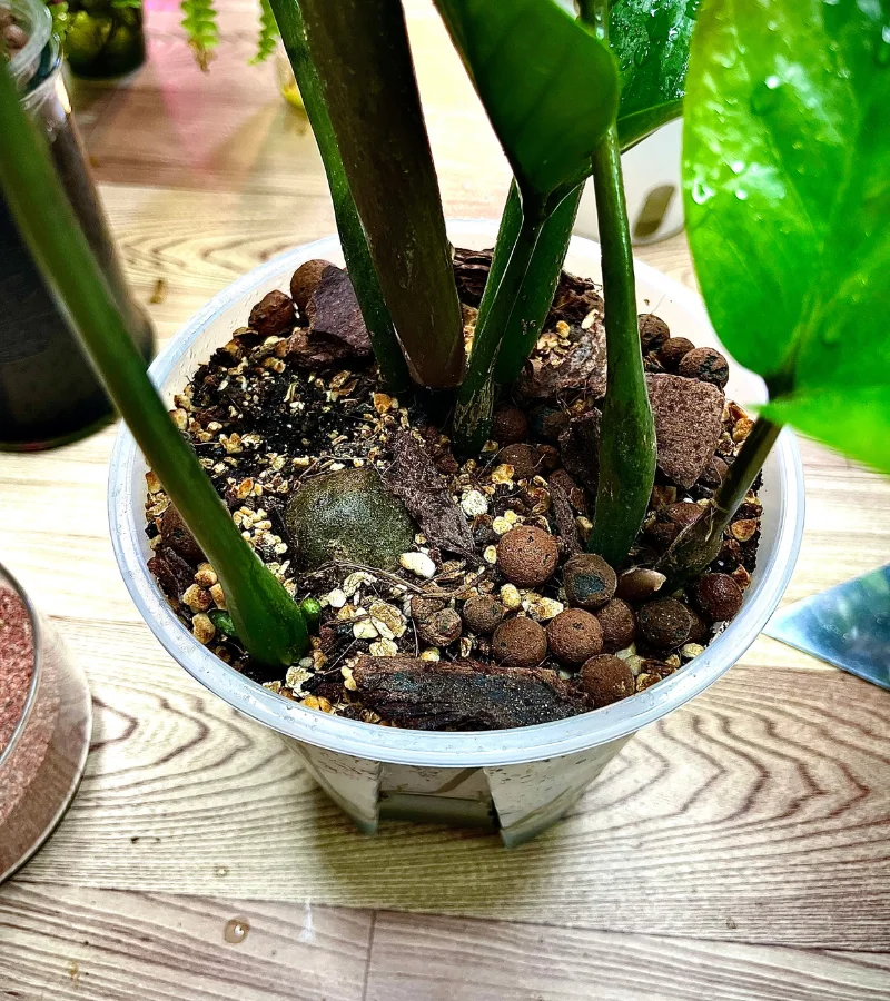 نبات الزاميا في قوار شفاف ذاتي الري