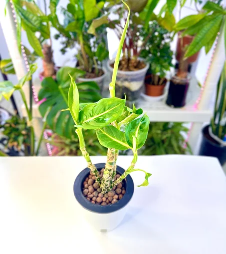 نبات الديفنباخيا بقوار زراعة مائية