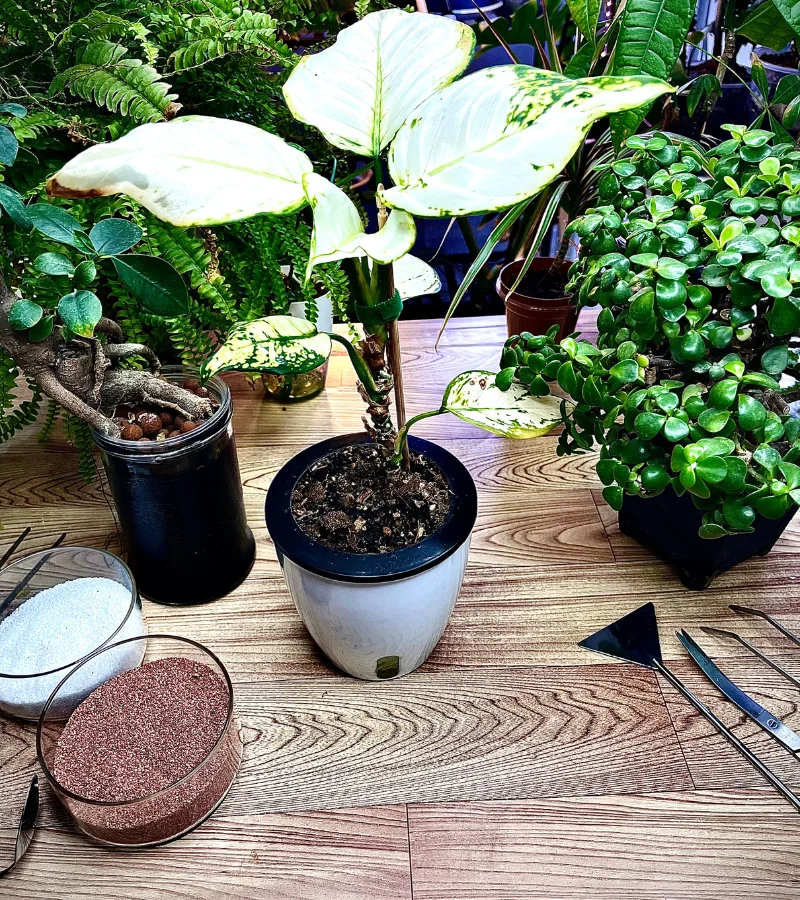 نبتة اجلونيما بيضاء في وعاء ذاتي الري