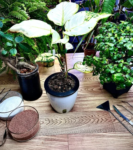 نبتة اجلونيما بيضاء في وعاء ذاتي الري