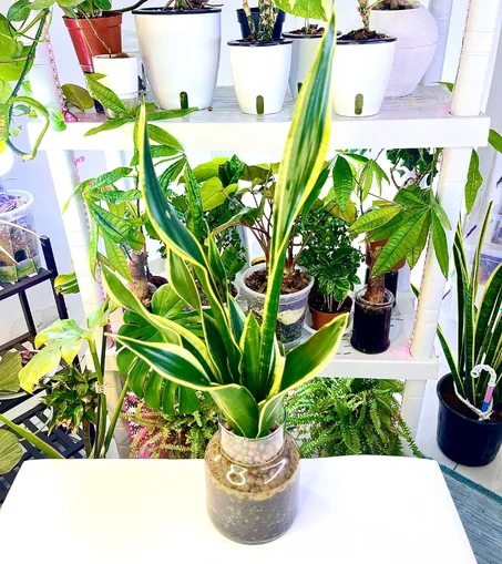 نبتة جلد النمر زراعة مائية بوعاء زجاجي انيق