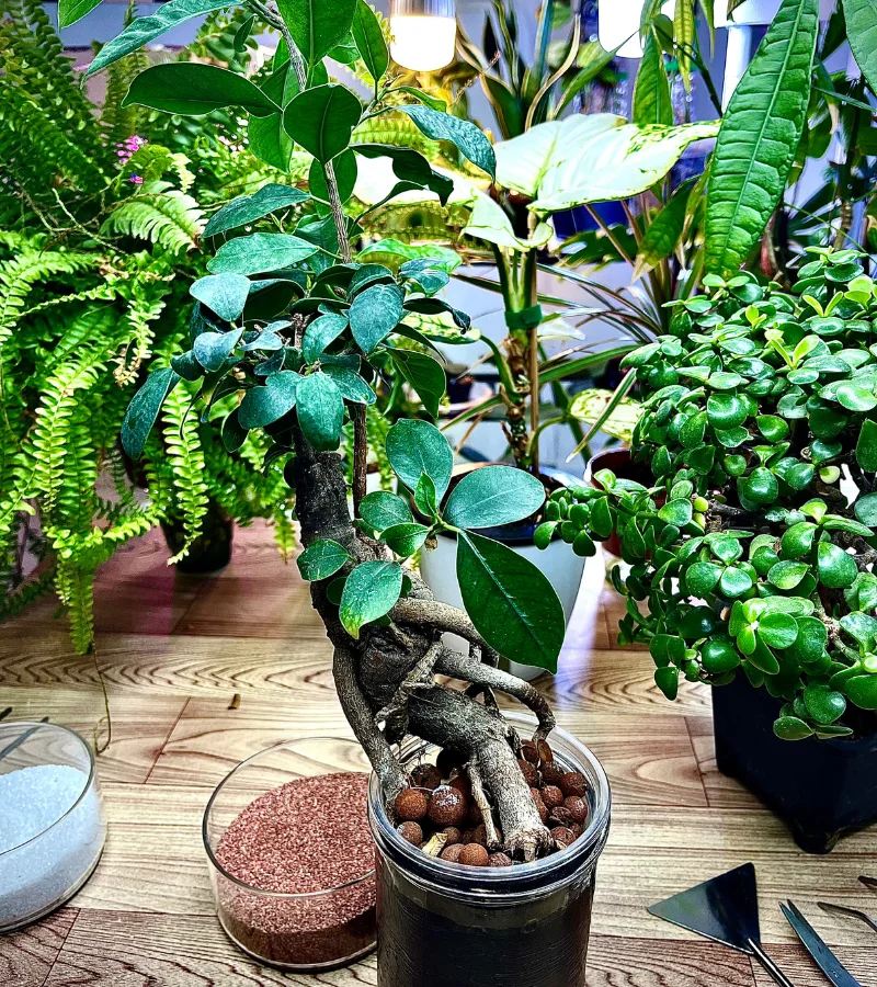 بونساي صغيرة  زراعة مائية