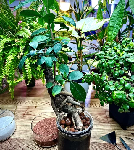 بونساي صغيرة  زراعة مائية