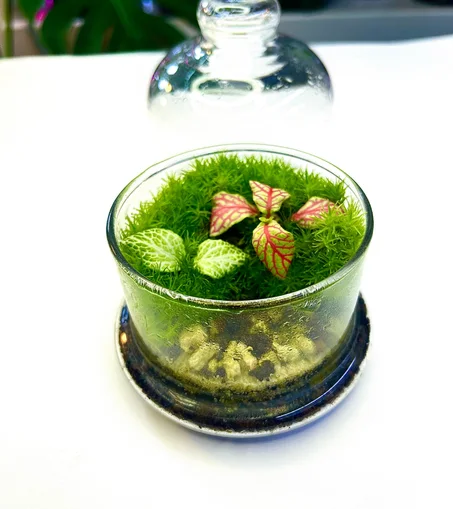 غابة كينابالو الزجاجية