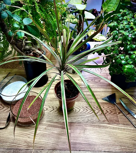 نبتة الدراسينا الصغيرة