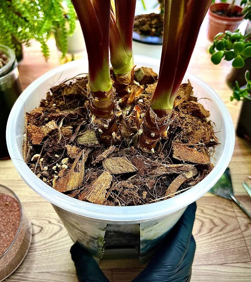 نبات الهامولينا في قوار شفاف ذاتي الري