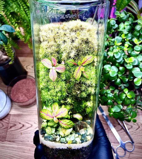 غابة جدار الموس