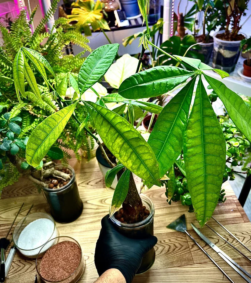 نبتة الباشيرا زراعة مائية