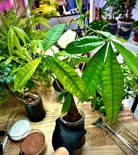 نبتة الباشيرا زراعة مائية