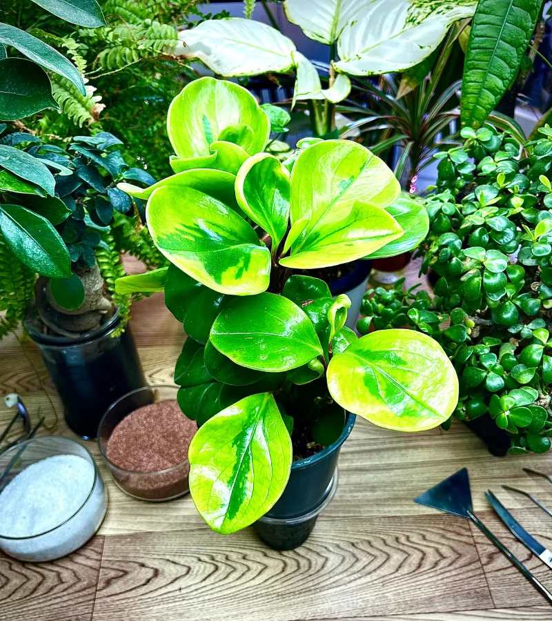 نبتة الببروميا الخضراء حوض ريذاتي