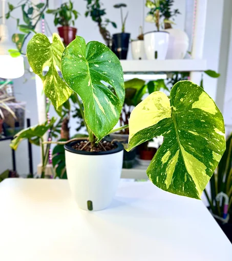 نبتة مونستيرا المبرقشة النادرة زراعة مائية