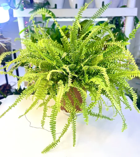 نبات الخنشار ذاتي الري