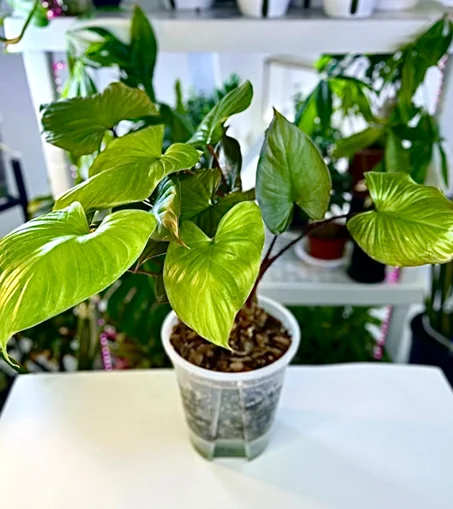 نبات الهامولينا في قوار شفاف ذاتي الري