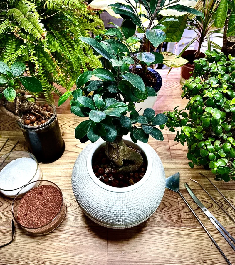 نبتة البونساي زراعة مائية قوار ابيض دائري