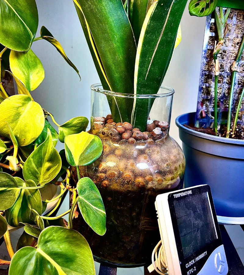 نبتة جلد النمر زراعة مائية بوعاء زجاجي انيق