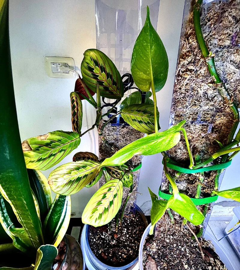 نبتة الكلاثيا مع عامود الموس