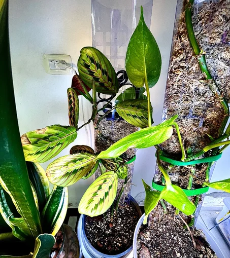 نبتة الكلاثيا مع عامود الموس