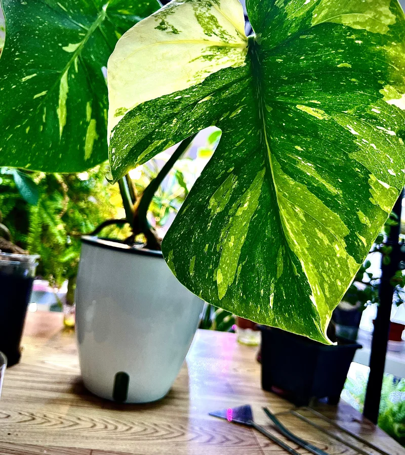 نبتة مونستيرا المبرقشة النادرة زراعة مائية