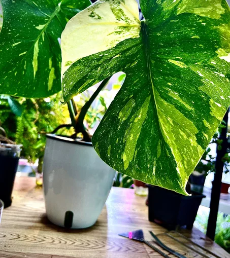 نبتة مونستيرا المبرقشة النادرة زراعة مائية