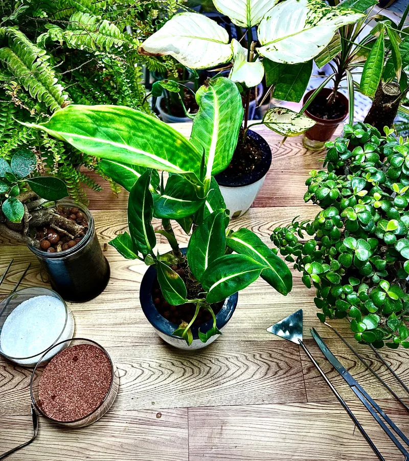 نبات الديفنباخيا بقوار زراعة مائية