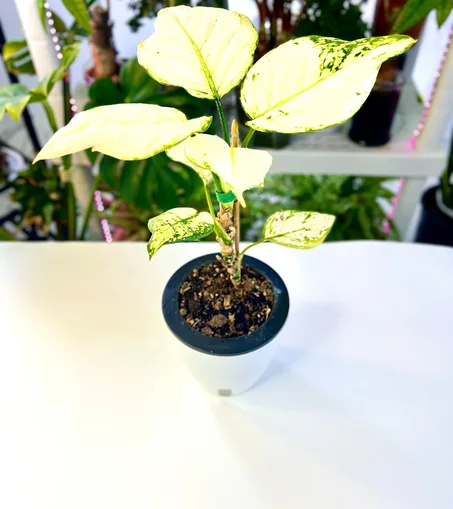 نبتة اجلونيما بيضاء في وعاء ذاتي الري