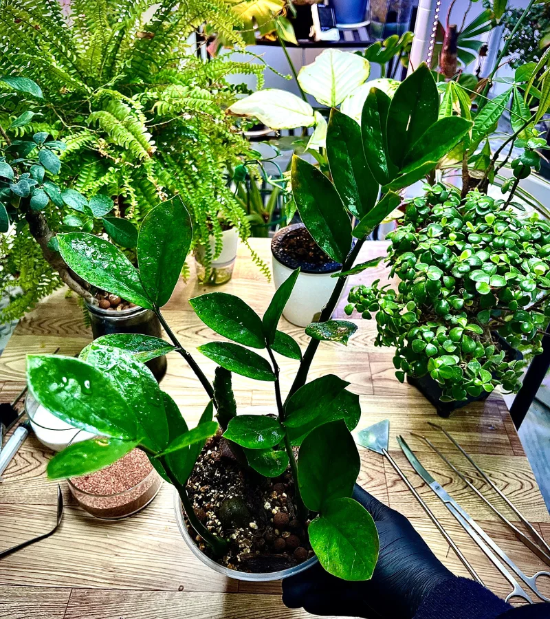 نبات الزاميا في قوار شفاف ذاتي الري