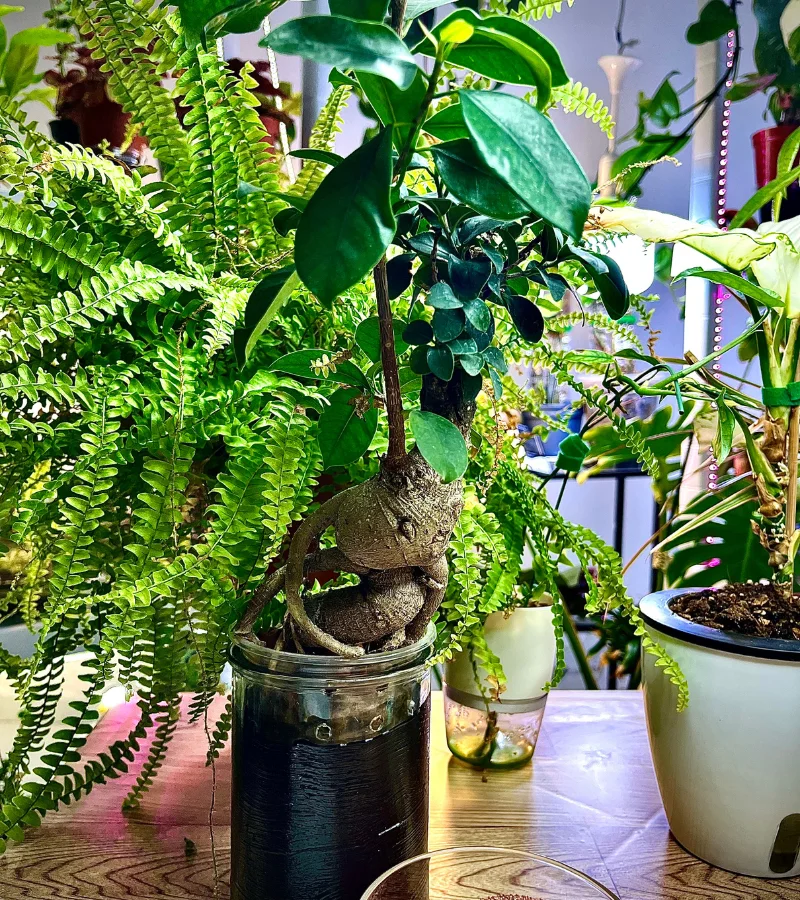 بونساي صغيرة  زراعة مائية