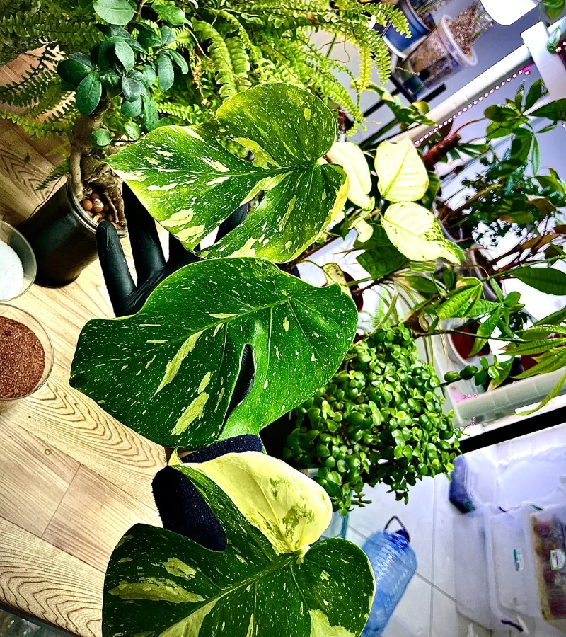 نبتة مونستيرا المبرقشة النادرة زراعة مائية