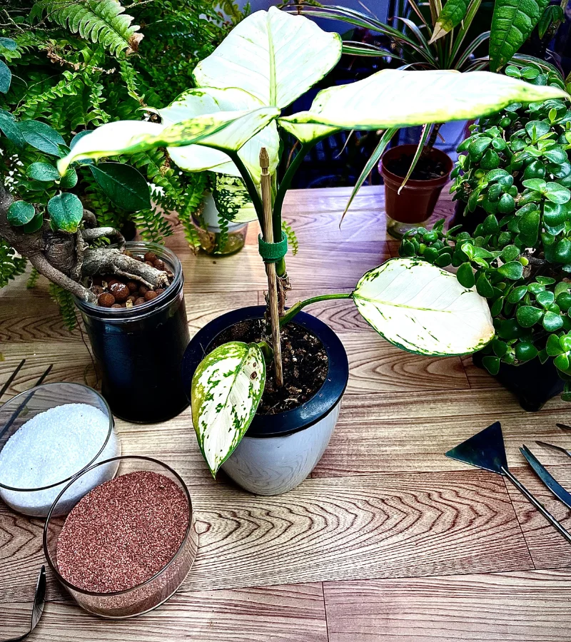 نبتة اجلونيما بيضاء في وعاء ذاتي الري