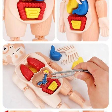 جسم الانسان