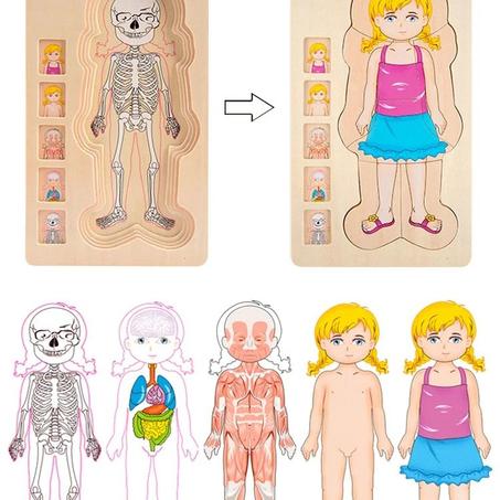 لعبة جسم الانسان