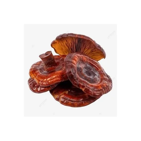 Champignon Reishi 250g