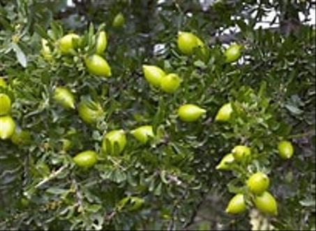 الجمال و الصحة