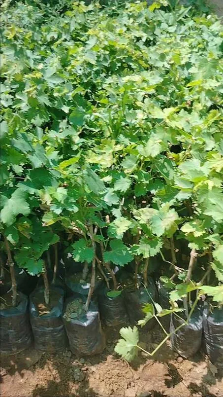 شتلة عنب صبع العلجة