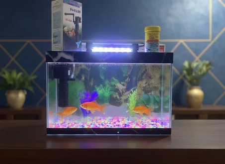 حوض الأسماك المثالي لجعل منزلك أكثر حيوية