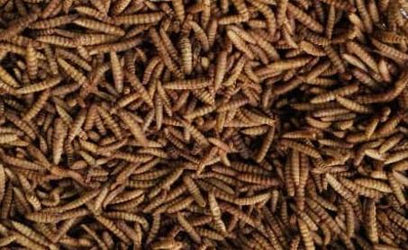 BSFL Larvae dried