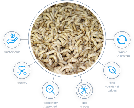 Black Soldier Fly Larvae (Alive)