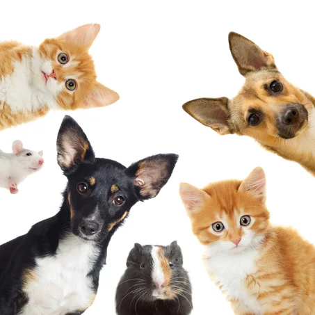 الحيوانات الأليفة