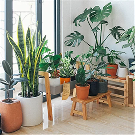 Plantes interieur