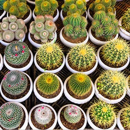 Cactus & Fleurs