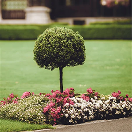 Plantes extérieur