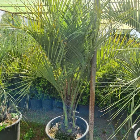 Butia capitata