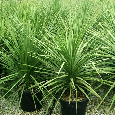 Dracaena Indivisa
