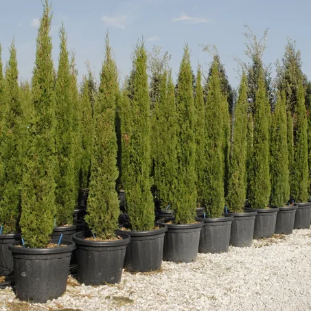 Cupressus Sempervirens