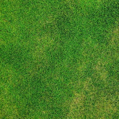 Gazon Zoysia du Japon (m²)
