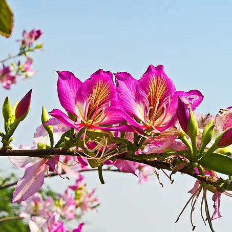 Bauhinia Pupurea