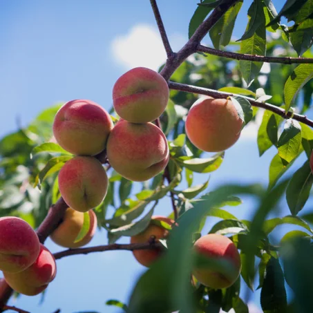 Pêcher (prunus)