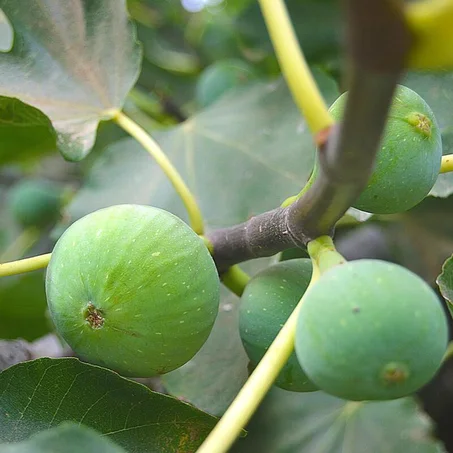Figuier (Ficus carica)
